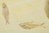 Phareodus Fossil Fish With Diplomystus & Knightia - Wyoming #327822-2